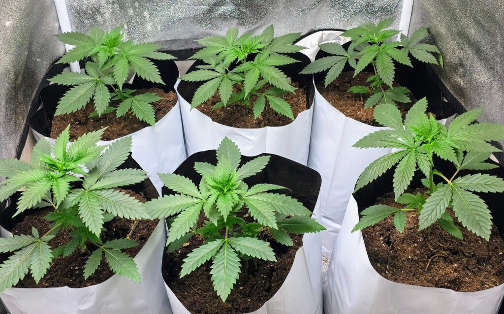 Healthy cannabis plants in a grow setup